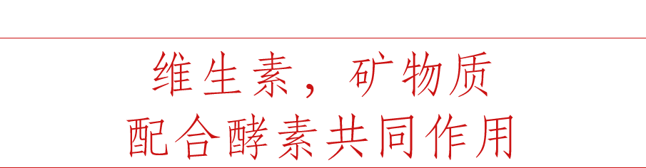 维生素，矿物质 配合酵素共同作用